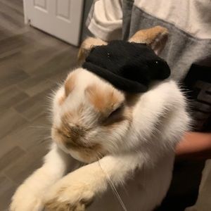 Meet your Posher, George